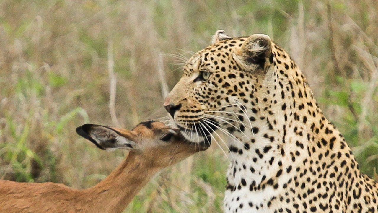 Леопард и антилопа