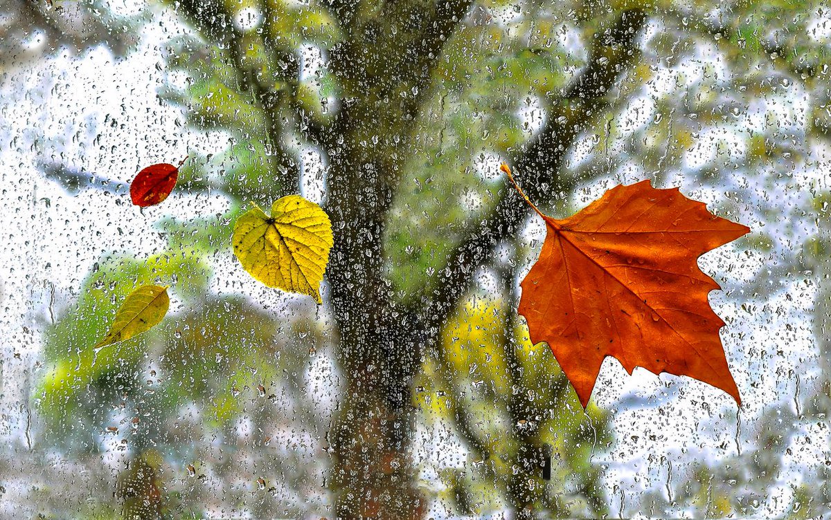 Капли осеннего дождя на стекле