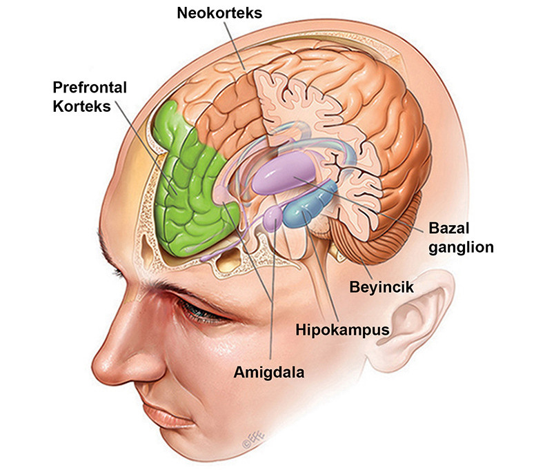Миндалевидное тело. Архипаллиум. Центр страха в головном мозге. Миндалевидное тело в головном мозге фото.
